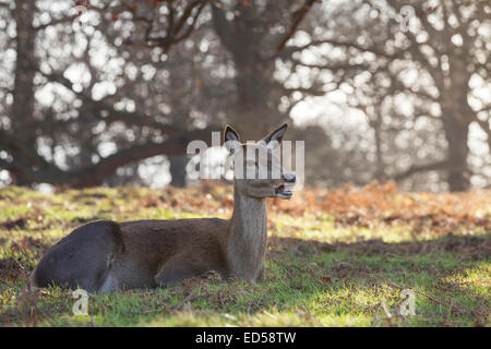 Les cerfs sauvages femelles profiter le soleil de l'après-midi à Richmond Park, Grand Londres Banque D'Images