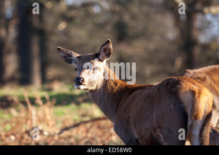 Les cerfs sauvages femelles profiter le soleil de l'après-midi à Richmond Park, Grand Londres Banque D'Images