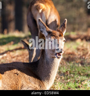 Les cerfs sauvages femelles profiter le soleil de l'après-midi à Richmond Park, Grand Londres Banque D'Images