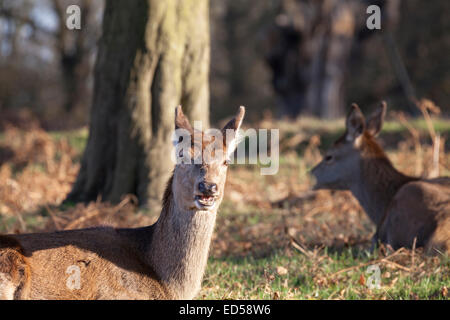 Les cerfs sauvages femelles profiter le soleil de l'après-midi à Richmond Park, Grand Londres Banque D'Images