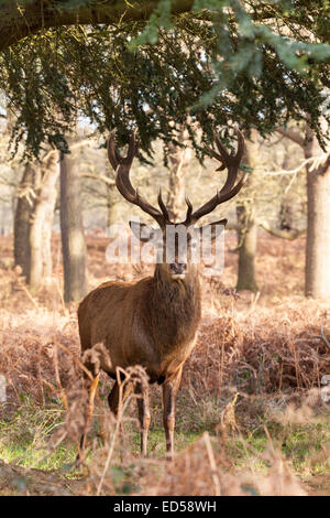 Red Deer stag avec maturité antlers standing à Richmond Park, une réserve naturelle nationale près de Londres Banque D'Images