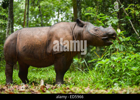 Bina, une femelle âgée, rhinocéros de Sumatra à l'alimentation, sanctuaire de rhinocéros de Sumatra Way Kambas National Park, de l'Indonésie. Banque D'Images