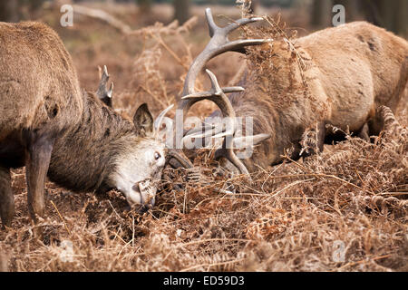 Deux hot red deer (Cervus elaphus) mâles ou des cerfs à l'orniérage et le bois dans la lutte, les combats de front, UK Banque D'Images