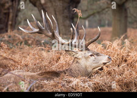 Red Deer (Cervus elaphus cerf mâle) avec des bois complètement adulte, au repos dans l'herbe d'hiver Banque D'Images