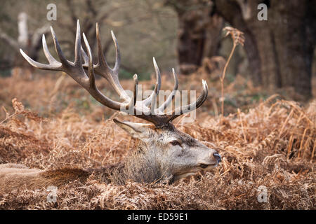 Red Deer (Cervus elaphus cerf mâle) avec des bois complètement adulte, au repos dans l'herbe d'hiver Banque D'Images