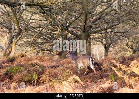 Wild red deer stag trottant à travers l'herbe haute sur une journée d'hiver ensoleillée à Richmond Park, une réserve naturelle nationale près de Londres Banque D'Images