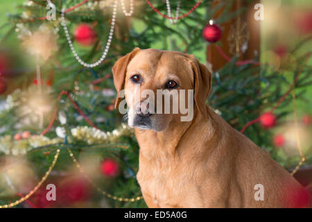Labrador jaune dans l'établissement de Noël Banque D'Images