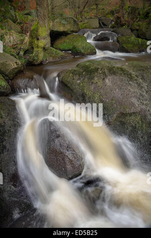 Une petite cascade sur le ruisseau à Padley Gorge, Peak District qu'elle traverse une vallée parsemée d'audace. Banque D'Images