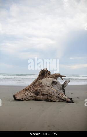 Un gros morceau de bois flotté sur une plage de Californie. Banque D'Images