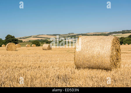 Vue de North Park à Chanctonbury Ring dans le parc national des South Downs. Banque D'Images