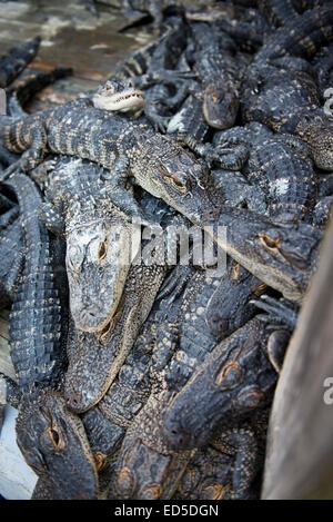 Une congrégation d'alligators affamés attendent le dîner, Alligator Adventure à Myrtle Beach, Caroline du Sud Banque D'Images