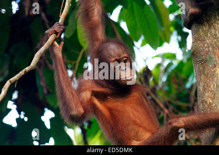 Orang-outan grimper sur un arbre lors de centre de réhabilitation de Sepilok, Sabah, Malaisie Banque D'Images