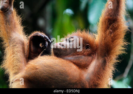 À Sepilok Orang utan Rehabilitation Centre, Sabah, Malaisie Banque D'Images