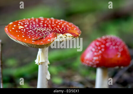 Trouvé dans les bois à Glen Lyon c'est ce champignon Amanita muscaria. Banque D'Images