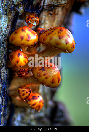 Un sauvage champignon poussant sur un arbre mort sur les rives du Loch Chon dans le Parc National des Trossachs, l'Ecosse centrale. Champignon toile. Banque D'Images