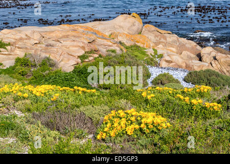 Fleurs et littoral, Réserve naturelle de Columbine, Paternoster, Western Cape, Afrique du Sud Banque D'Images