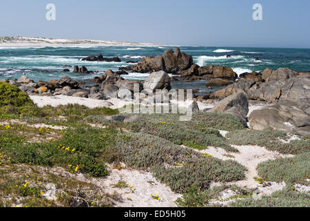 Tsaarsbank,Postberg Section, West Coast National Park, Western Cape, Afrique du Sud Banque D'Images