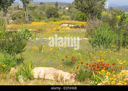 Réserve naturelle de Ramskop, Clanwilliam, Western Cape, Afrique du Sud Banque D'Images