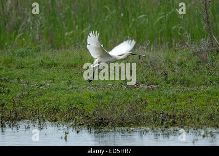 Spoonbill commun o Spatule blanche (Platalea leucorodia) en vol, le delta du Danube, Roumanie, Europa Banque D'Images