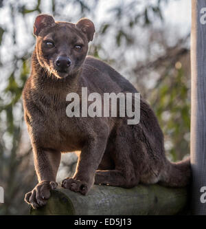 Fossa femelle sur souche d'arbre, à la recherche vers la caméra Banque D'Images