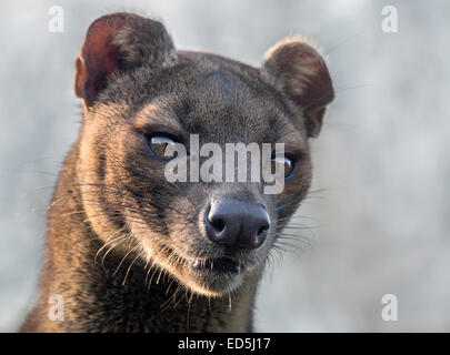 Fossa femelle (face shot) Banque D'Images