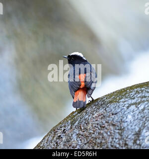 Bel oiseau rouge et noir, l'eau blanche Paruline flamboyante (Chaimarrornis leucocephalus), debout sur le rocher, le profil arrière Banque D'Images