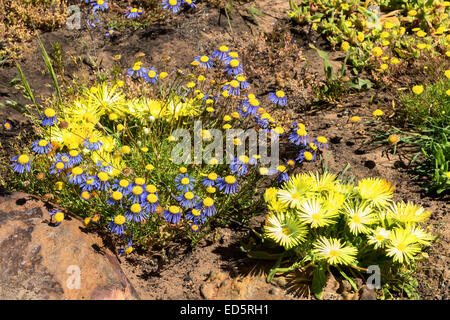 Fleurs printanières : Felicia amoena, bleu, et Barberton aka Transvaal Daisy, jaune, ferme Papkuilsfontein, Nieuwoudtville, Cap du Nord, Afrique du Sud Banque D'Images