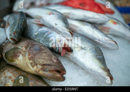 Le poisson frais sur la glace dans le marché Banque D'Images