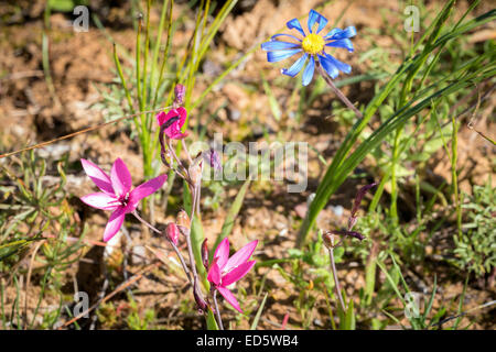 Fleurs sauvages, Papkuilsfontein, Nieuwoudtville, Cap du Nord, Afrique du Sud Banque D'Images