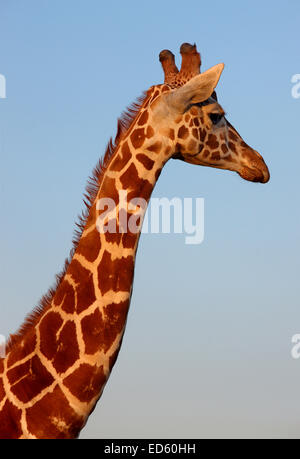 Les Girafes à l'Attica Zoological Park, à Spata, très proche d'Athènes, Attique, Grèce Banque D'Images