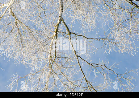 Les branches d'arbres couverts de neige sur fond de ciel bleu aux beaux jours Banque D'Images