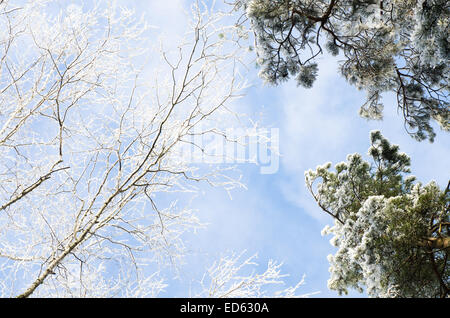 Les branches d'arbres couverts de neige sur fond de ciel bleu aux beaux jours Banque D'Images