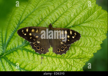 Un papillon en bois mouchetée (Pararge aegeria) sur une feuille de mûrier dans l'East Yorkshire, Angleterre Banque D'Images