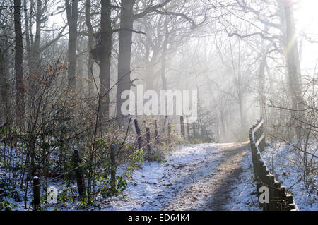 Moorgreen, Dorset, UK. 29 Décembre, 2014. Météo France : des températures de congélation et d'allumer la lumière du soleil forte Moorgreen woodlands ,idéal pour un après-midi de marche . Credit : IFIMAGE/Alamy Live News Banque D'Images