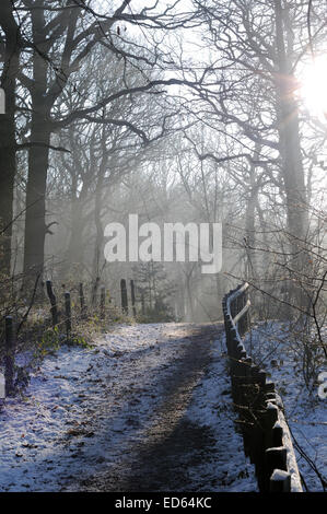 Moorgreen, Dorset, UK. 29 Décembre, 2014. Météo France : des températures de congélation et d'allumer la lumière du soleil forte Moorgreen woodlands ,idéal pour un après-midi de marche . Credit : IFIMAGE/Alamy Live News Banque D'Images