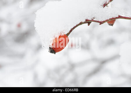 Wild rose rouge fruits rouges sur les branches couvertes de neige Banque D'Images