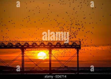 Aberystwyth, Pays de Galles, Royaume-Uni. 29 Décembre, 2014. Météo France : à la fin d'une journée glaciale de l'hiver le soleil et un ciel clair, des dizaines de milliers d'étourneaux volent en se percher au coucher du soleil sur les pieds de la jetée sur la promenade Royale à Aberystwyth, sur la côte ouest du pays de Galles UK Sous un ciel nocturne la tempertaure est mis à tomber à nouveau à plusieurs degrés au-dessous de zéro, ce qui porte le risque de glace sur les routes et les conditions de conduite dangereuses Crédit photo : Keith morris / alamy live news Banque D'Images