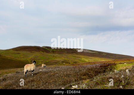 Les points de vue entre Arkengarthdale et basse ligne de Swaledale dans le Yorkshire Dales National Park, North Yorkshire. Banque D'Images