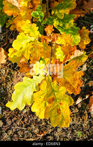 Feuilles de chêne jaune dans la forêt d'automne Banque D'Images