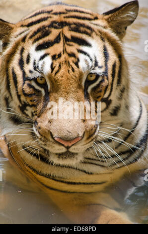 Un tigre assis dans la piscine de l'eau à la Banque D'Images