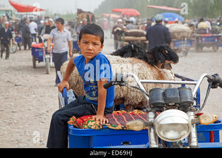 Les agriculteurs avec les chariots motorisés chargés avec des moutons qui arrivent à le marché aux bestiaux de Kashgar / Kashi, la Province du Xinjiang, Chine Banque D'Images