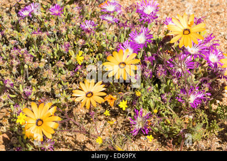 Fleurs sauvages printanières, Réserve naturelle de Geogap, Springbok, Namaqualand, Cap du Nord, Afrique du Sud Banque D'Images