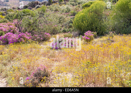 Fleurs sauvages printanières, Réserve naturelle de Geogap, Springbok, Namaqualand, Cap du Nord, Afrique du Sud Banque D'Images