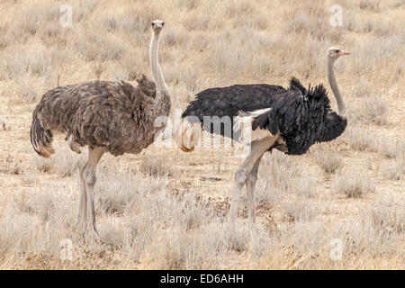 Hommes et femmes Ostriches, parc transfrontalier Kgalagadi, Afrique du Sud Banque D'Images