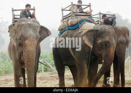 CHITWAN, NÉPAL - 14 OCTOBRE : éléphants indiens -Elephas maximus indicus- et leurs cornacs attendre pour les touristes aller sur Safari. Banque D'Images