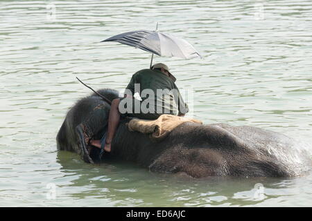CHITWAN, NÉPAL - le 14 octobre : l'éléphant indien -Elephas maximus indicus- prend un bain après une journée de travail, le transport touristique safari Banque D'Images