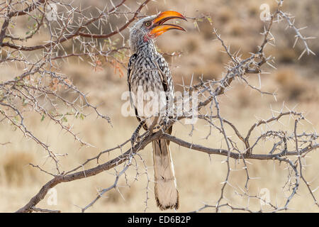 Charme à bec jaune du sud, Tockus leucomelas, Parc transfrontalier Kgalagadi, Afrique du Sud Banque D'Images