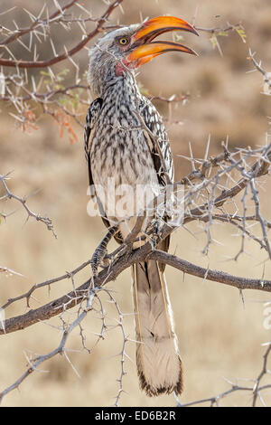 Charme à bec jaune du sud, Tockus leucomelas, Parc transfrontalier Kgalagadi, Afrique du Sud Banque D'Images