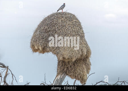 Southern Pale chanting Goshawk, Melierax canorus, assis Sociable Weavers, Philetairus socius, Nest, Kgalagadi Transfronder Park, Afrique du Sud Banque D'Images