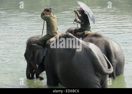 CHITWAN, NÉPAL - 14 OCTOBRE : éléphants indiens -Elephas maximus indicus- prendre un bain de touristes et mahout après une journée de travail. Banque D'Images